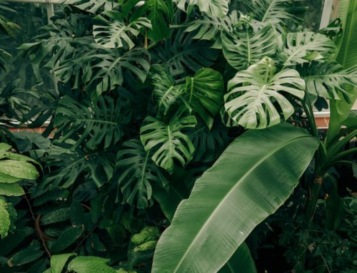 Najbežnejšie pestované tropické rastliny v domácnosti: Domáce zázraky prírody