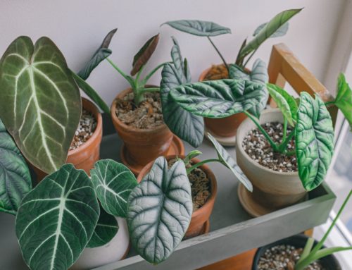 Alokácie – Pestovanie izbových rastlín pre zdravie a estetiku: Úplný sprievodca