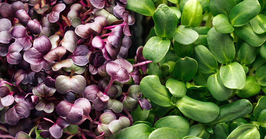 Klíčky vs. microgreens: Aký je medzi nimi rozdiel?