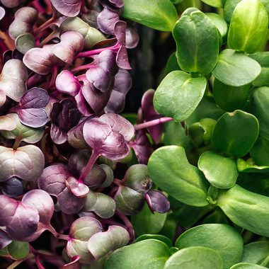 Klíčky vs. microgreens: Aký je medzi nimi rozdiel?