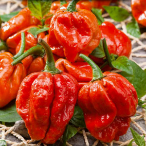 Pálivá paprika TRINIDAD MORUGA SCORPION