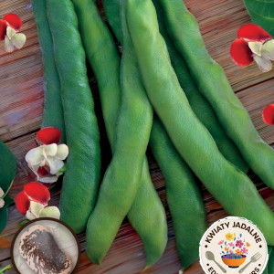 Fazuľa šarlátová PAINTED LADY