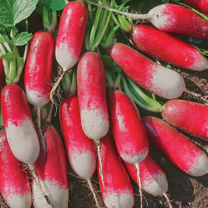 Reďkovka DE DIX-HUIT JOURS (18-dňová)