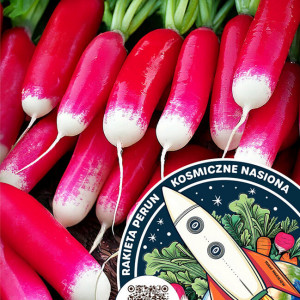 Reďkovka FLAMBOYANT 3