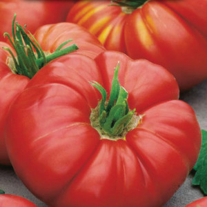 Paradajka poľná BEEFSTEAK