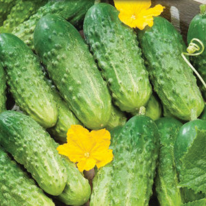 Uhorka poľná MARIETA F1