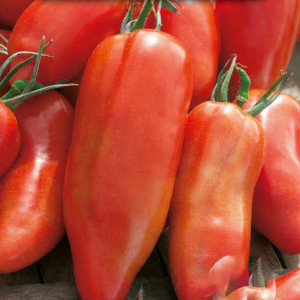 Paradajka poľná SCATOLONE 3