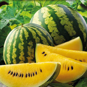 Vodný melón LUTEO F1