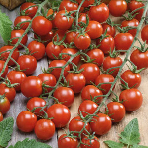 Paradajka koktejlová RED CHERRY