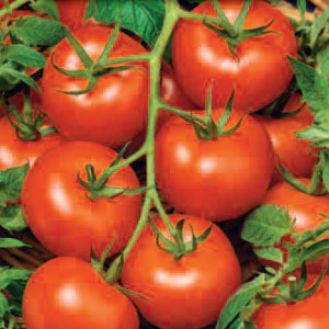 Paradajka poľná kolíková MONEYMAKER