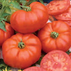 Paradajka poľná kolíková MARMANDE