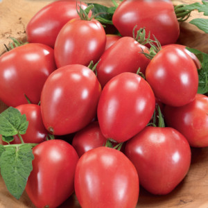 Paradajka poľná MALINOWY KAPTUREK