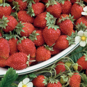 Lesná jahoda REGINA