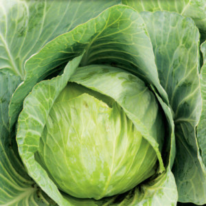 Hlávková kapusta biela KAMIENNA GŁOWA