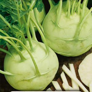 Kaleráb DELIKATESS WITTE