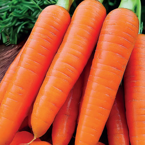 Jedlá mrkva DOLANKA