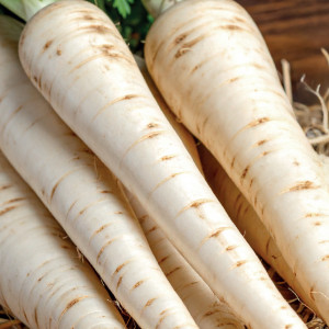 Petržlen koreňový HALBLANGE - BERLIŃSKA