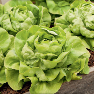 Maslový šalát KRÓLOWA MAJOWYCH