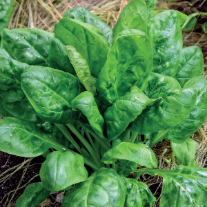 Špenát OLBRZYM ZIMOWY