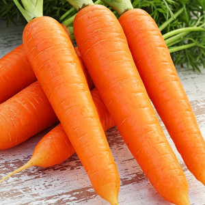 Jedlá mrkva AMSTERDAM 3