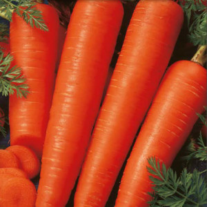 Jedlá mrkva BERLIKUMER 2