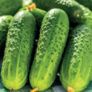 Uhorka poľná VICTORIA F1