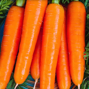 Jedlá mrkva FLAKKESE 2