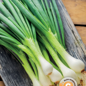 Cibuľa sedemročná BAJKAL