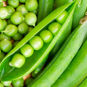 Hrach lúskavý SZEŚCIOTYGODNIOWY