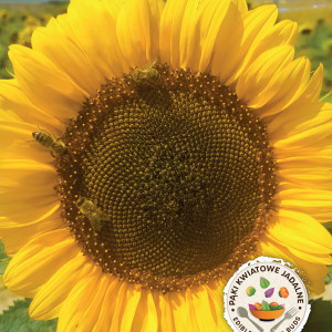 Slnečnica jedlá PÁSKOVANÝ