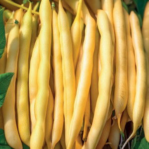 Zakrslá fazuľa šparágová ZŁOTA SAXA