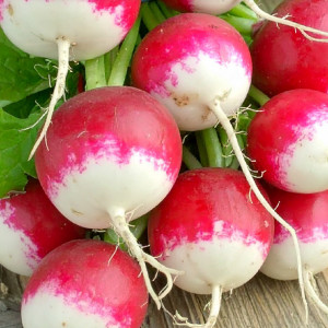 Reďkovka KRAKOWIANKA