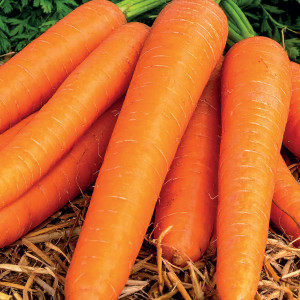 Jedlá mrkva PIERWSZY ZBIÓR