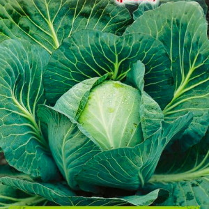 Hlávková kapusta biela LANGEDIJKER DAUER
