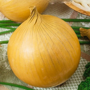 Cibuľa SOCHACZEWSKA