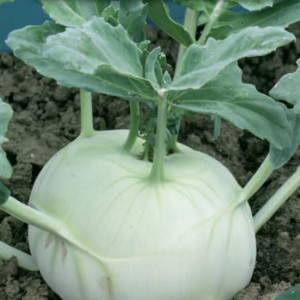 Kaleráb WIEDEŃSKA BIAŁA