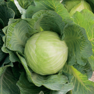 Hlávková kapusta biela DITMARSKA NAJWCZEŚNIEJSZA
