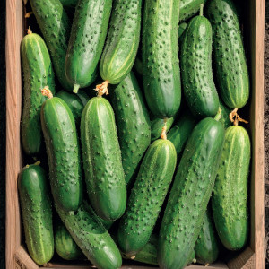 Uhorka poľná HELA F1