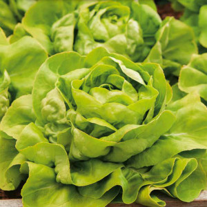 Šalát hlávkový maslový SYRENA