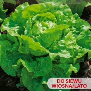 Šalát hlávkový maslový MARTA ZIELONA