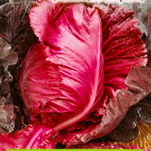 Hlávková kapusta biela KALIBOS