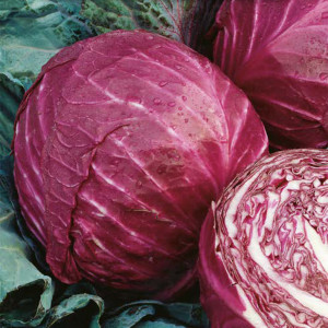 Hlávková kapusta biela MARS