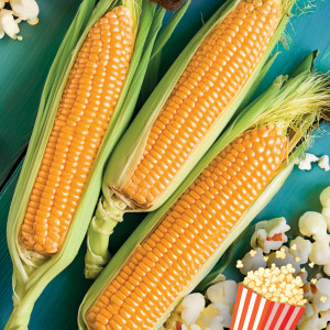 Pukancová kukurica PŁOMYK