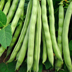 Zakrslá fazuľa šparágová BONA
