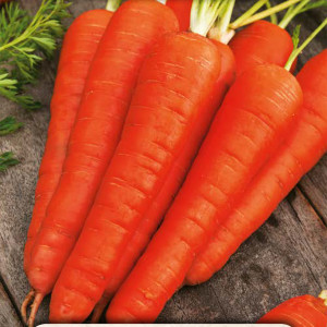 Jedlá mrkva CHANTENAY (veľmi skorá)