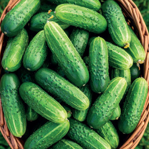 Uhorka poľná ARES F1