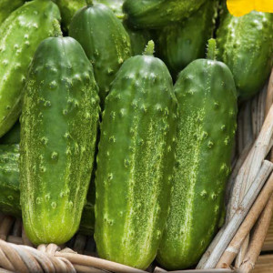 Uhorka poľná JULIAN F1