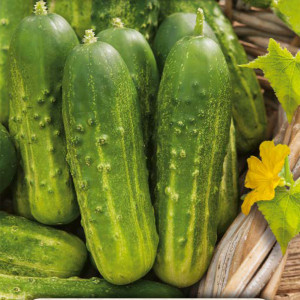 Uhorka poľná WISCONSIN SMR 58