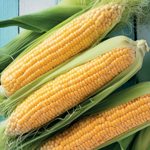 Cukrová kukurica ZŁOTA KARŁOWA