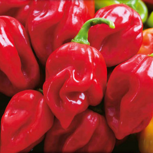 Pálivá paprika HABANERO RED